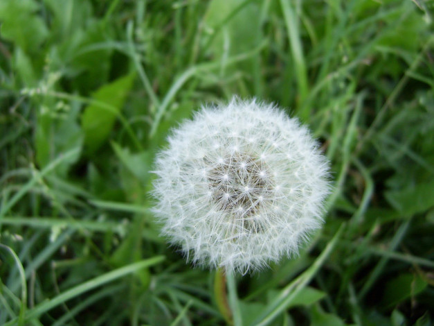 Обои картинки фото цветы, одуванчики