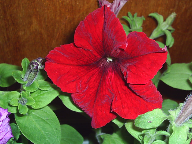 Обои картинки фото цветы, петунии, калибрахоа