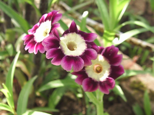 Обои картинки фото цветы, примулы