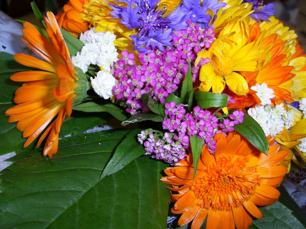 Обои картинки фото цветы, разные, вместе