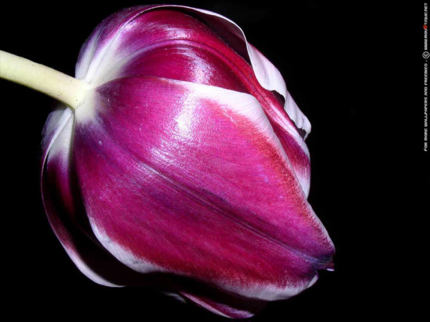 Обои картинки фото цветы, тюльпаны