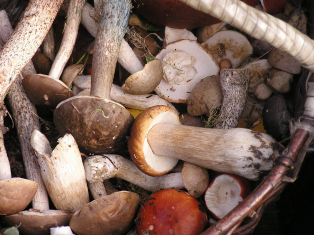 Обои картинки фото еда, грибы, грибные, блюда