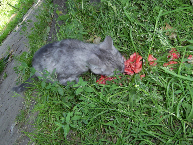 Обои картинки фото животные, коты