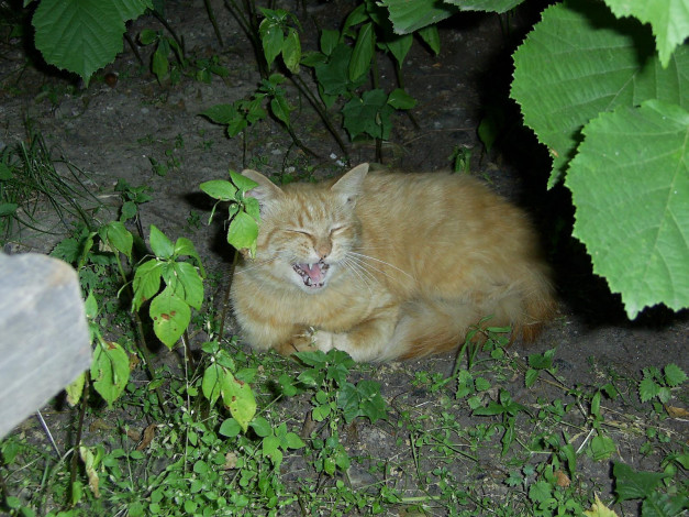 Обои картинки фото животные, коты