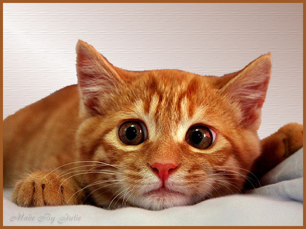 Обои картинки фото животные, коты