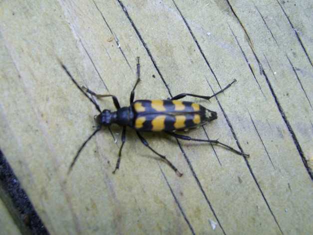 Обои картинки фото животные, насекомые