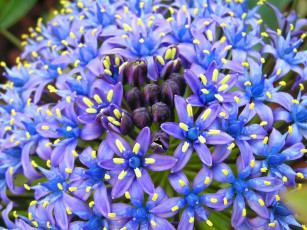 Картинка цветы