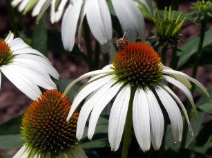 Картинка цветы эхинацея