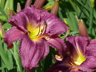 Картинка цветы лилии лилейники