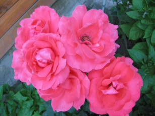 Картинка цветы розы