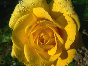 Картинка цветы розы