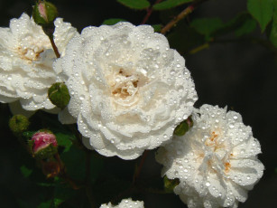 Картинка цветы розы