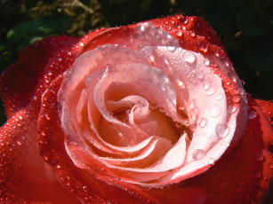 Картинка цветы розы