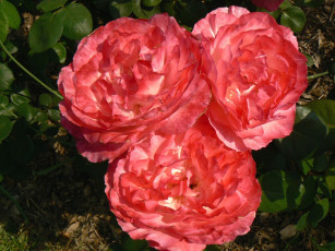 Картинка цветы розы