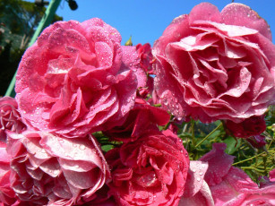 Картинка цветы розы