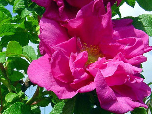 Картинка цветы шиповник