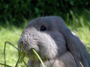 Картинка животные кролики зайцы