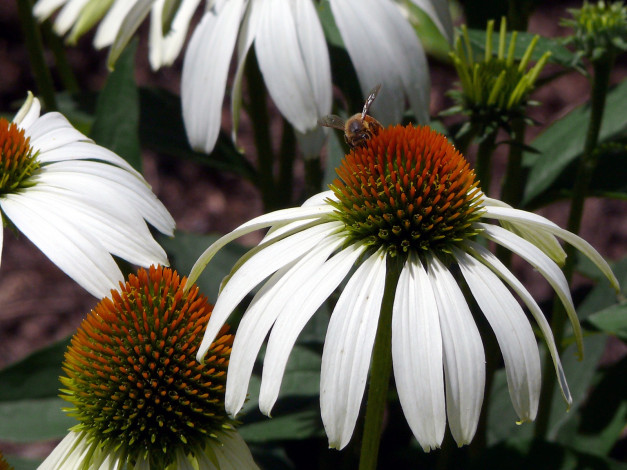 Обои картинки фото цветы, эхинацея