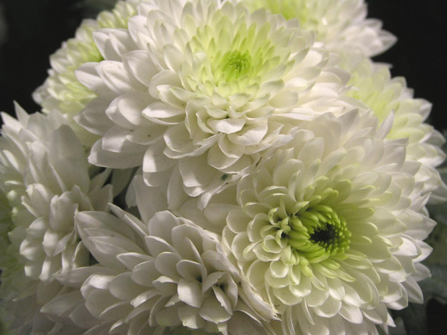 Обои картинки фото цветы, хризантемы