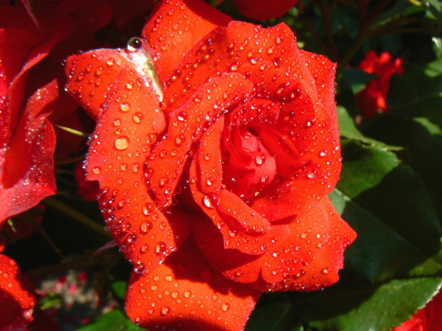 Обои картинки фото цветы, розы