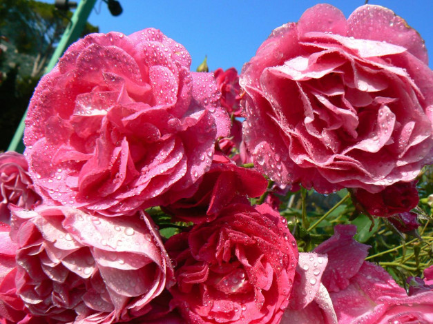 Обои картинки фото цветы, розы