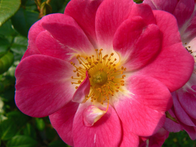 Обои картинки фото цветы, шиповник