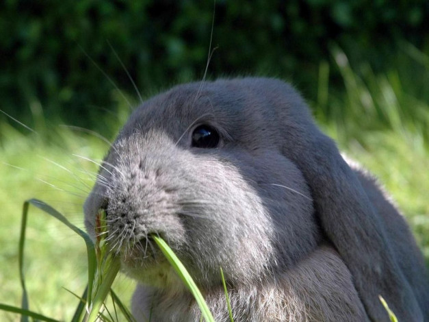 Обои картинки фото животные, кролики, зайцы