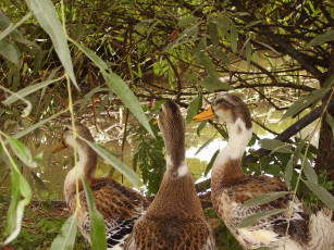 Картинка утки животные