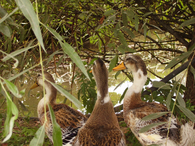 Обои картинки фото утки, животные