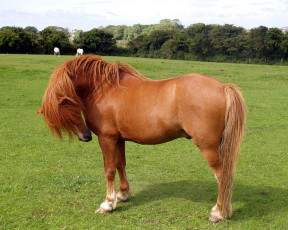 Картинка животные лошади