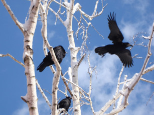 Картинка грачи животные вороны галки