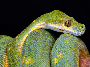 Картинка животные змеи питоны кобры