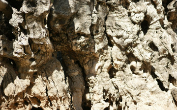 Картинка природа макро