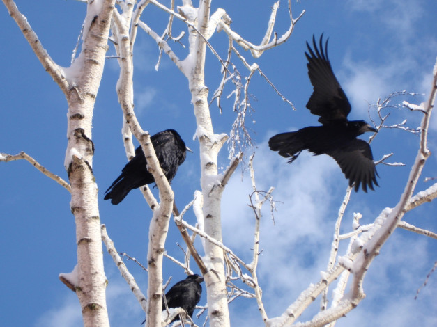 Обои картинки фото грачи, животные, вороны, галки