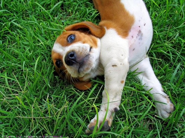 Обои картинки фото животные, собаки