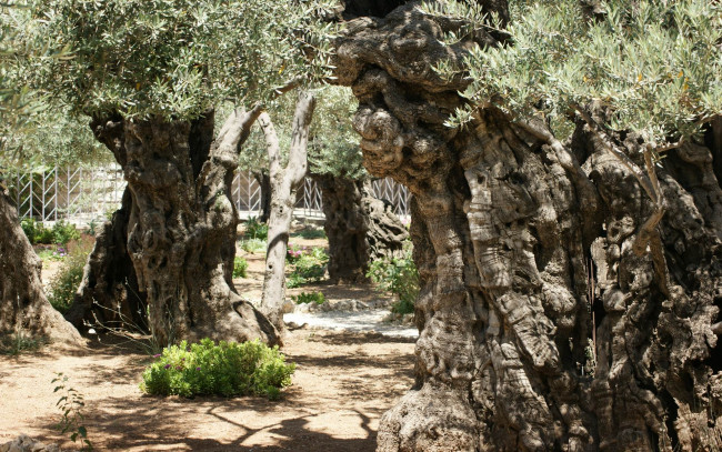 Обои картинки фото природа, деревья