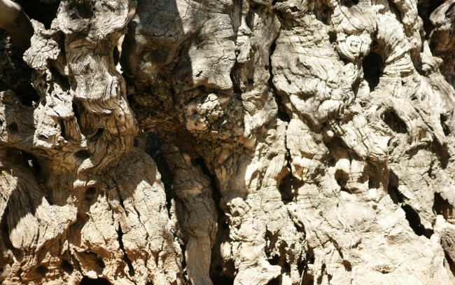 Обои картинки фото природа, макро