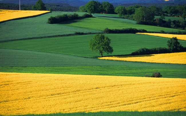 Обои картинки фото regensburg, bavaria, germany, природа, поля