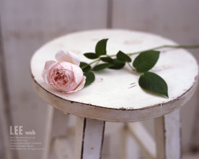 Картинка цветы розы