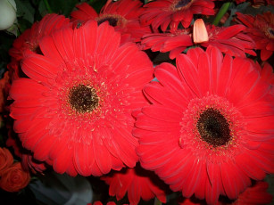 Картинка цветы герберы