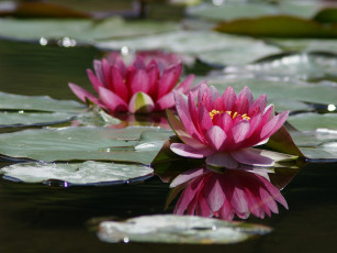 Картинка цветы лилии водяные нимфеи кувшинки
