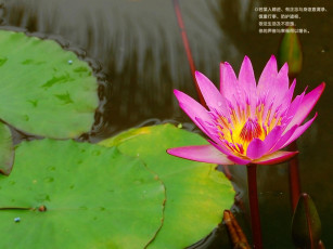 Картинка цветы лилии водяные нимфеи кувшинки