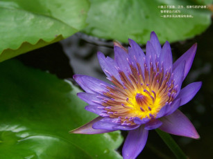 Картинка цветы лилии водяные нимфеи кувшинки