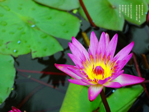 обоя цветы, лилии, водяные, нимфеи, кувшинки