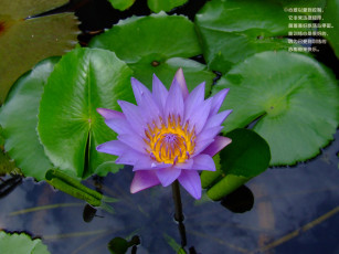 обоя цветы, лилии, водяные, нимфеи, кувшинки