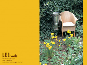 Картинка цветы нарциссы