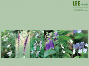 Картинка цветы разные вместе