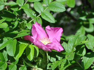 Картинка цветы шиповник