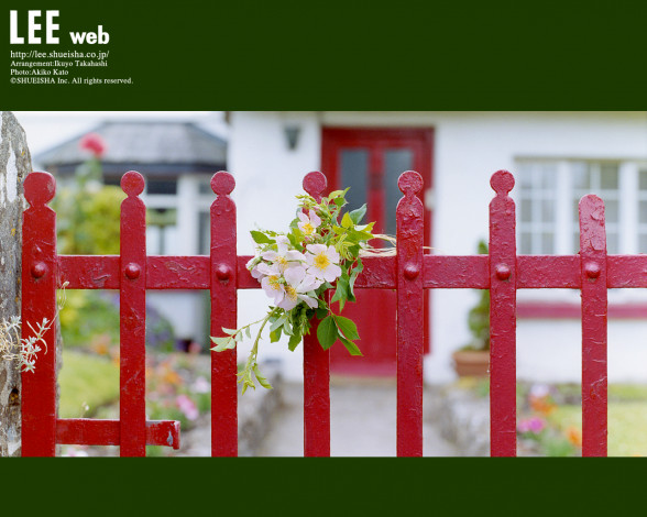 Обои картинки фото цветы, цветущие, деревья, кустарники