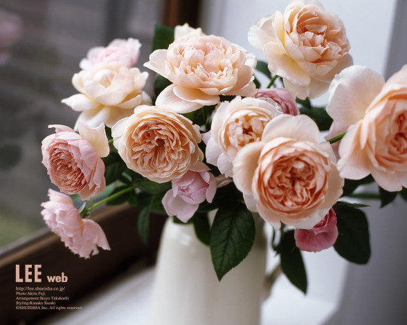 Обои картинки фото цветы, розы